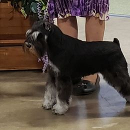 Miniature Schnauzer Puppies from Starbound Miniture Schnauzer's