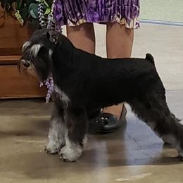 Miniature Schnauzer Puppies from Starbound Miniture Schnauzer's