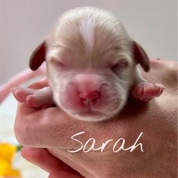Sarah - Red female Cockapoo puppy in Mocksville, North Carolina from Little Bear Doodles