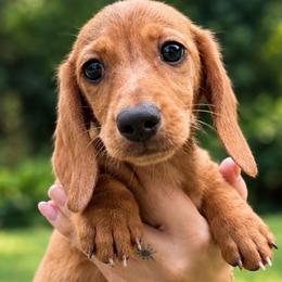 Ernie - Red male Dachshund puppy in Maidsville, West Virginia from L&B Lowriders