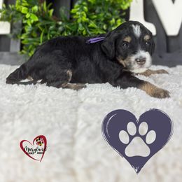 Goldendoodle Puppies from Maryland Designer Doodles