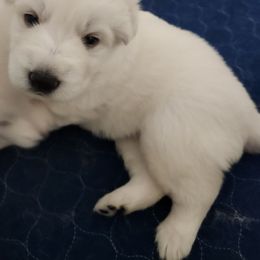 Boy 5 - White male Berger Blanc Suisse puppy in Plaucheville, Louisiana from La Nouvelle-Orléans Berger Blanc Suisse
