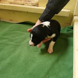 Blaze - Black and tan male Borzoi puppy in Larimer County, Colorado from Cherry Hill Borzois