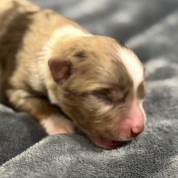 Glimmer - Red merle female Miniature American Shepherd puppy in Rindge, New Hampshire from Lil' Bit Aussie
