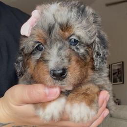 Nessie - Merle female Bernedoodle puppy in Peoria, Arizona from Wroth's Paws
