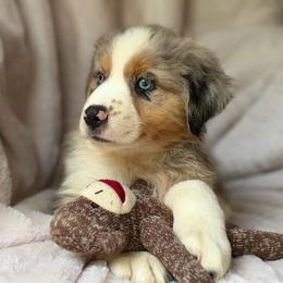Caramel Cider - Blue merle male Australian Shepherd puppy in Wayne, West Virginia from Creek Side Aussies & Doodles
