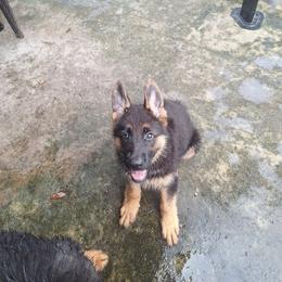 Julie vom LegendLand - Black and red female German Shepherd puppy in Hillsborough County, Florida from Vom Legend Land