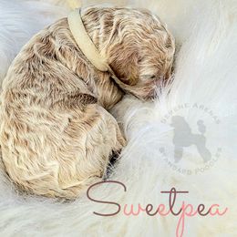 Poodle Puppies from Serene Arenas' Standard Poodles
