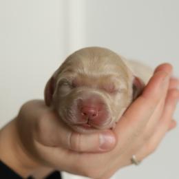 Pink - Caramel female Australian Labradoodle puppy in Williamstown, New York from Lewis Manor Labradoodles