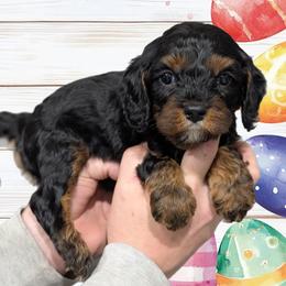 Peter - Black and tan male Cavapoo puppy in Coshocton, Ohio from Forever Family Puppies