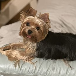 Heizel - Yorkshire Terrier