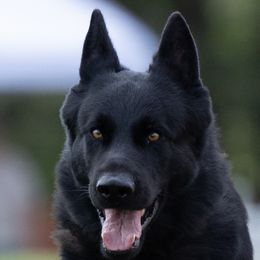 Cooper - German Shepherd