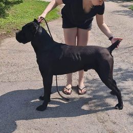 Coby - Cane Corso
