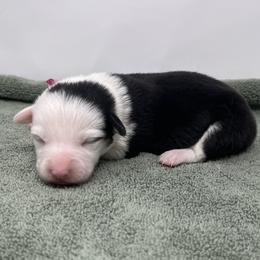 Flurry - Black and tan female Pembroke Welsh Corgi puppy in Waco, Texas from The Comma Corgis