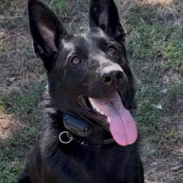 German Shepherds from Ze Zadnich lesu