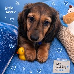 Leo - AKC Male - Chocolate and tan male Dachshund puppy in Proctor, Montana from Blue Star Dachshunds