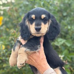 Sammy - Black and cream male Dachshund puppy in California from Longboard Dachshunds