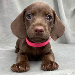 Female 1 - Chocolate female Dachshund puppy in Birmingham, Alabama from LongBottomDachshunds