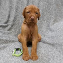 Lily Boy 2 - Golden rust male Vizsla puppy in Ganado, Texas from Roz Vizslas