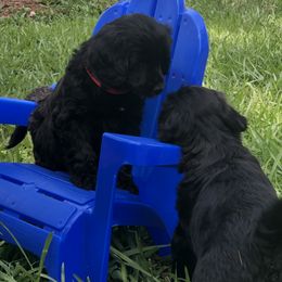 Portuguese Water Dog Puppies from Infiniti