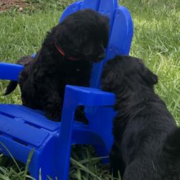 Portuguese Water Dog Puppies from Infiniti