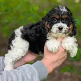Sophia - Tri-color female Cavapoo puppy in Coshocton, Ohio from Forever Family Puppies