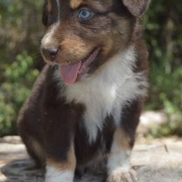 Australian Shepherd Puppies from A&K’s Aussies