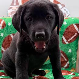 Orange - Black male Labrador Retriever puppy in Heath Springs, South Carolina from Rich Hill Retrievers