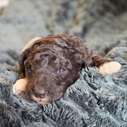 Cash - Black male Goldendoodle puppy in Pittsburg, Texas from Grace Springs Goldendoodles