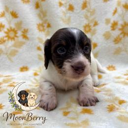Pollie-CKC - Piebald male Dachshund puppy in Tecumseh, Oklahoma from MoonBerry Miniature Dachshunds