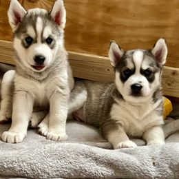 Siberian Husky Puppies from Maryland River