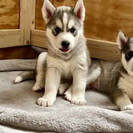 Siberian Husky Puppies from Maryland River
