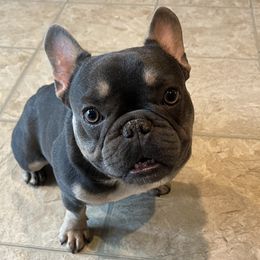 Suggs - French Bulldog