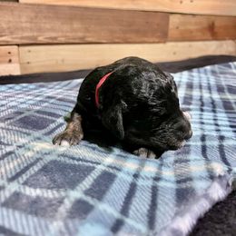 Aussiedoodle Puppies from Scruffypups