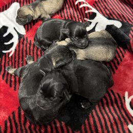 Miniature Schnauzer Puppies from Sweet Home Schnauzers