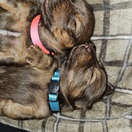 Dachshund Puppies from Wayward Home Dachshunds
