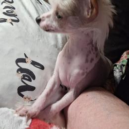Chihuahua and Chinese Crested Puppies from Western Kentucky Chihuahua’s and Chinese Crested’s