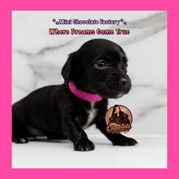 PINK - Black female Dachshund puppy in Liberty, Texas from Mini Chocolate Factory