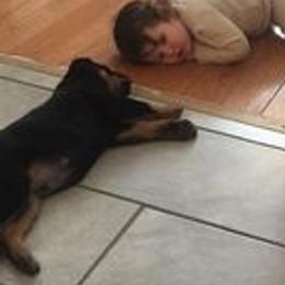 Australian Shepherds and Rottweilers from VomMohr Kennels