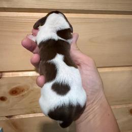 CKC Boy 1 - Piebald male Dachshund puppy in Grand Valley, Pennsylvania from Dachshunds on the Hill
