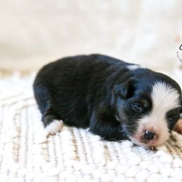 Cereal - Black tri male Toy Australian Shepherd puppy in Charlestown, Indiana from Hydden Aussies