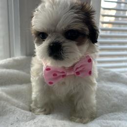 Lexy - Tricolor female Shih Tzu puppy in Boston, Massachusetts from London's puppies