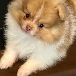 Pawmi - Chocolate parti male Pomeranian puppy in Bentonville, Arkansas from Hummingbird & Fox