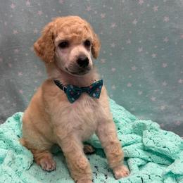 Orange girl - Apricot female Poodle puppy in Sedro Woolley, Washington from Best Friend Poodles