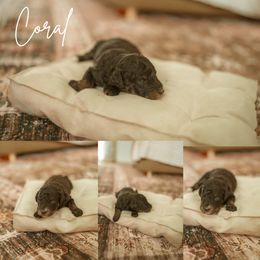 Coral - Black tri-color female Aussiedoodle puppy in Inman, South Carolina from Dark Corner Doodles