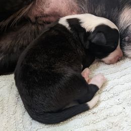 English Shepherd Puppies from Yellow Wolf Farm