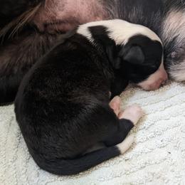 English Shepherd Puppies from Yellow Wolf Farm