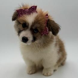 Lilo - Fawn female Pembroke Welsh Corgi puppy in Vacaville, California from Hope_4thebay_Corgis