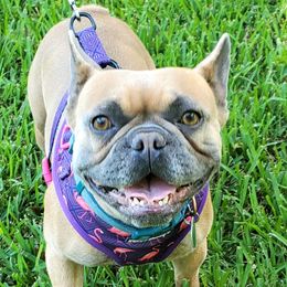 Prudence - French Bulldog