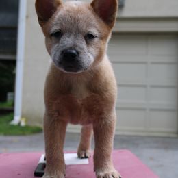 Australian Cattle Dog Puppies from Kanku